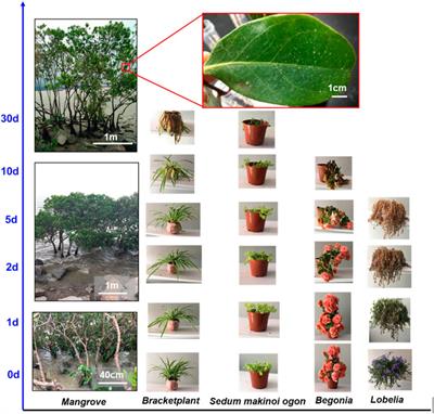 Survival Strategies of Mangrove (Ceriops tagal (perr.) C. B. Rob) and the Inspired Corrosion Inhibitor